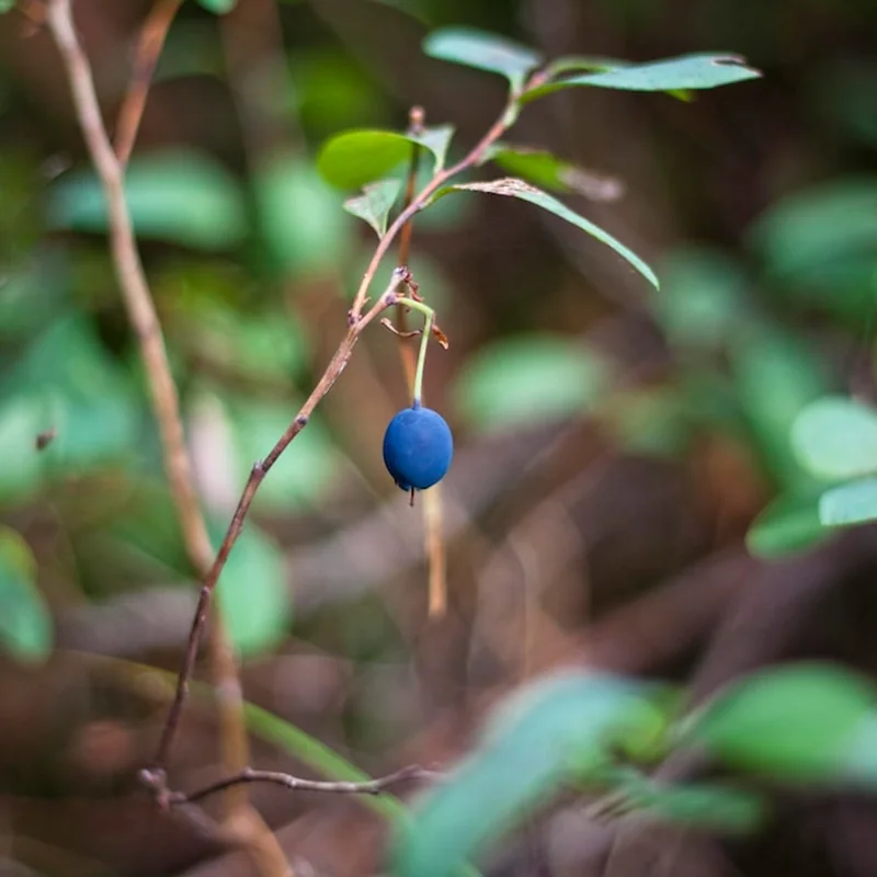 Zbliżenie jagód na roślinie