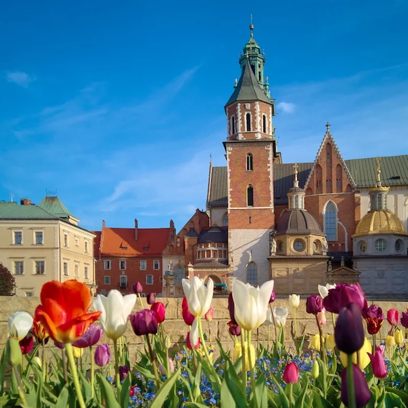 Tulipany przed zamkiem Wawel w Krakowie, wiosna w Polsce