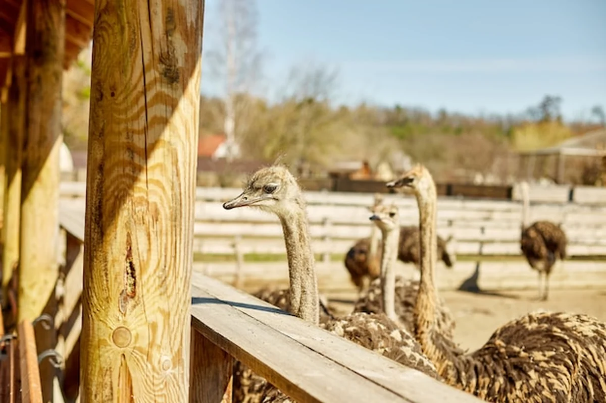 Duże strusie za drewnianym płotem na farmie w Garczynie