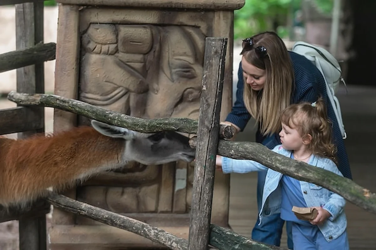 Mama i córka karmią lamę w zoo