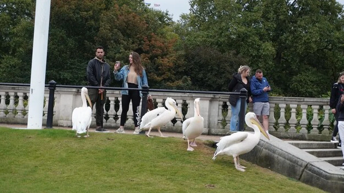 Turyści obserwują białych pelikanów w parku miejskim