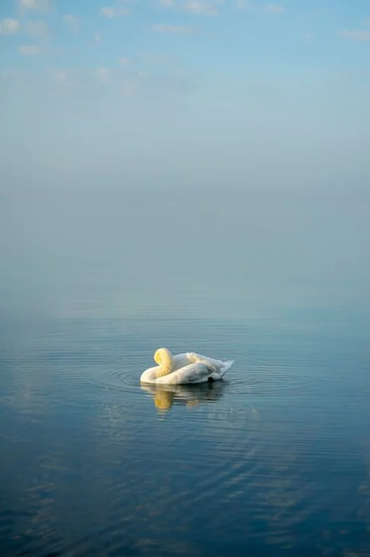 Łabędź pływający w jeziorze Wdzydze