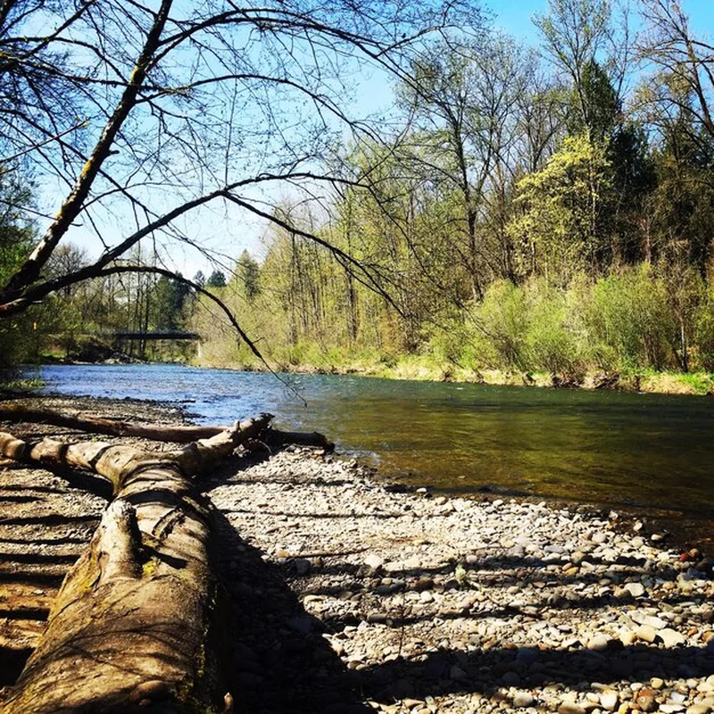 Rzeka z drzewami w tle