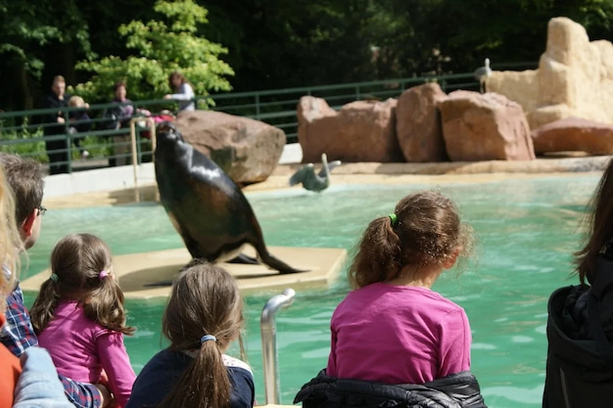 Ludzie siedzący przy stawie obserwują foki w zoo