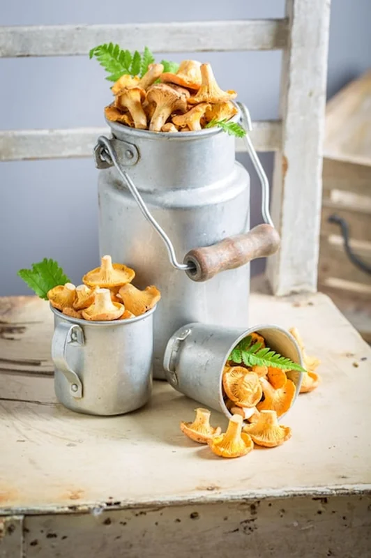 Grzyby jadalne z zieloną paprocią z lasu