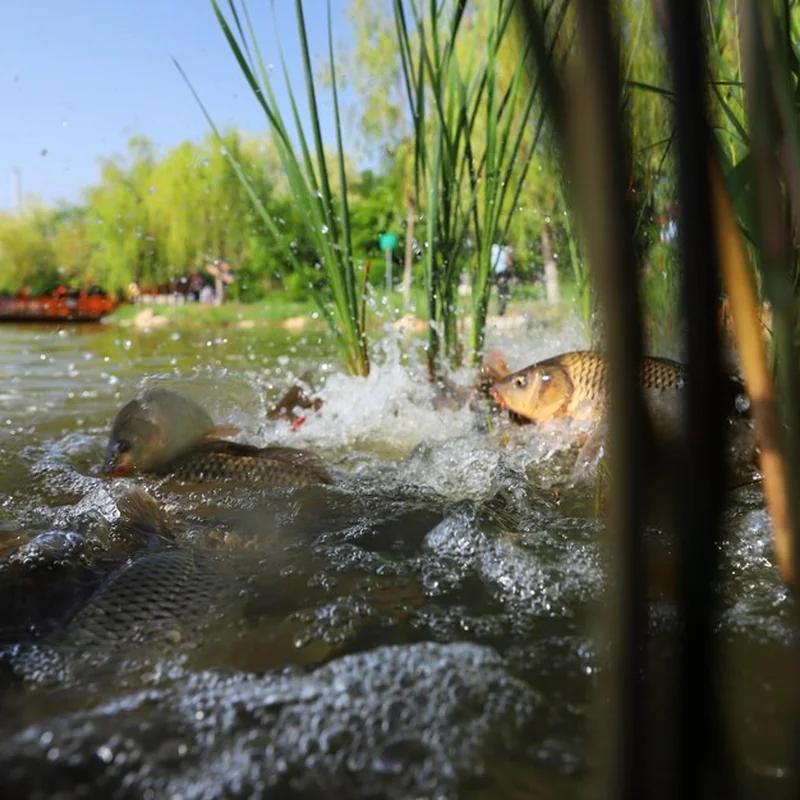 Zbliżenie ryb pływających w wodzie