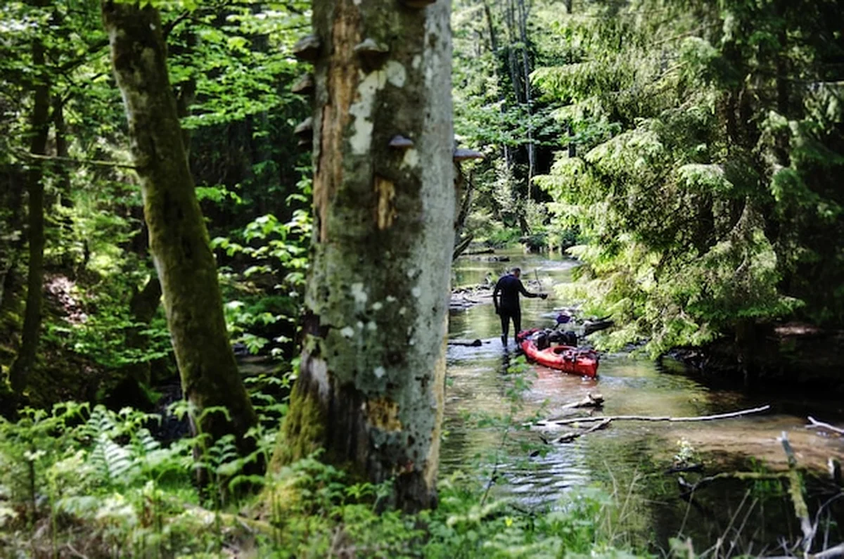 Kajakarz ciągnie drugi kajak przez rzekę Brda w Polsce