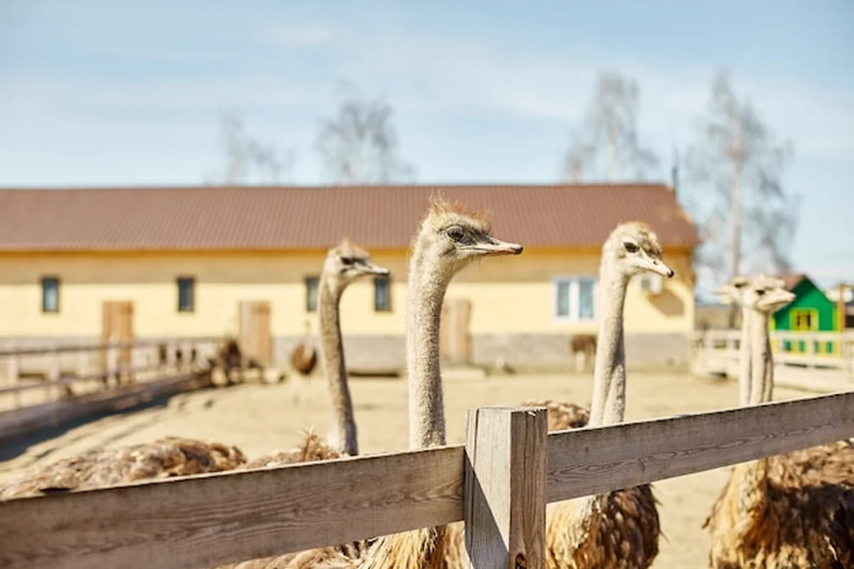 Duże strusie za drewnianym płotem na farmie